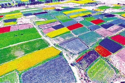 酒泉市推進現代種業發展紀實