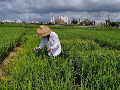 湖北種業(yè)專家在海南召開了這場會議 討論了一個大問題