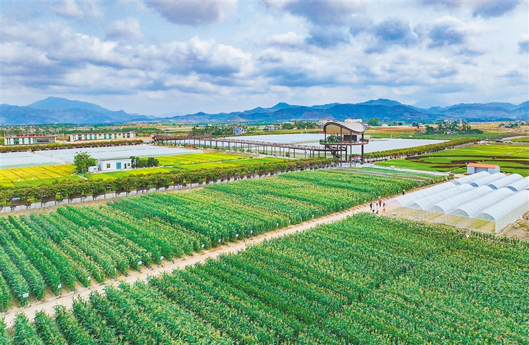 海墾集團堅持“項目為王”，多舉措推進產(chǎn)業(yè)升級與墾地融合