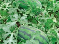 河南歐蘭德種業(yè) 科技創(chuàng)新引領(lǐng)現(xiàn)代農(nóng)業(yè)發(fā)展