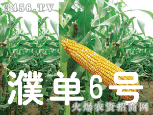 大京九濮單6號 大京九種業(yè)的創(chuàng)新與農(nóng)業(yè)貢獻