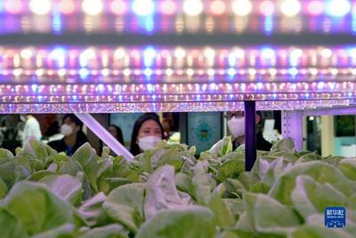 進博會上的農(nóng)業(yè)新篇章 集裝箱里種菜的種業(yè)革命