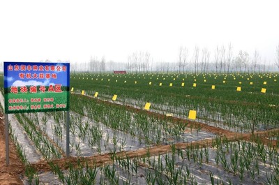 潤豐種業有機大蒜基地 種業創新引領綠色農業發展