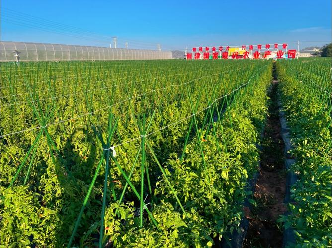 收好攻略，觀展不愁！2023云南·元謀第七屆蔬菜種業博覽會參展攻略